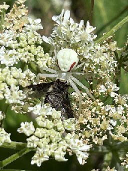 A photograph of a crab spider (Misumena vatia) eating a horse fly.